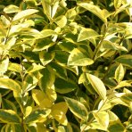 Vtáčí zob vajcolistý (Ligustrum Ovalifolium) ´AUREUM´ - výška 20-30 cm, kont. C2L